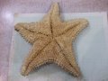 Звезда морска - 5, снимка 3