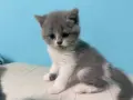 Британски късокосмести смесени , снимка 2