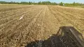 Сечка за слънчоглед, снимка 2