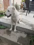 Алабай на 5 месеца , снимка 6