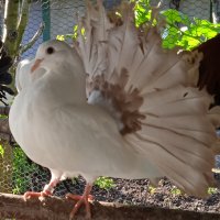 Продавам гълъби, Фенерлии , на капак , с цветни опашки , чисто бели , с гащи , снимка 6 - Гълъби - 34675193