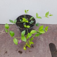 Винка минор 2 цвята (Лилава,Бяла), снимка 8 - Градински цветя и растения - 41119204
