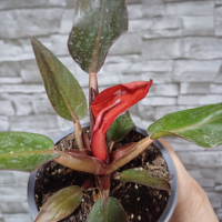 Филодендрон  червен., снимка 2 - Стайни растения - 44732979