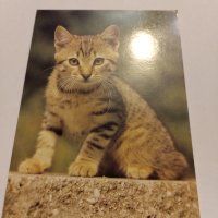 Пощенски картички котки чисти, снимка 15 - Филателия - 40420766