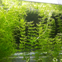  Растения за аквариум