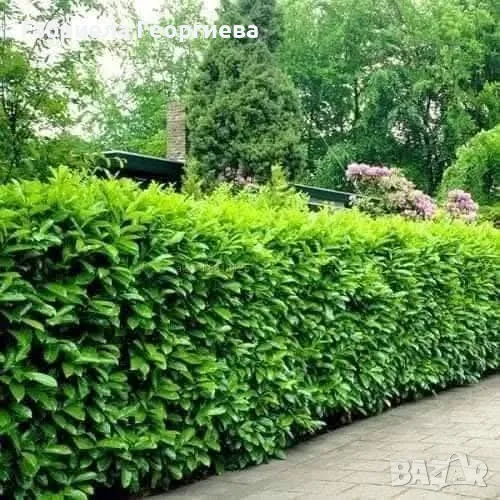 Лавровишна новита , снимка 1