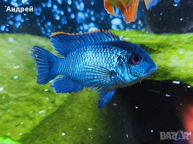 Синя акара, снимка 1