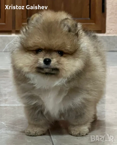 Продавам померан , снимка 1