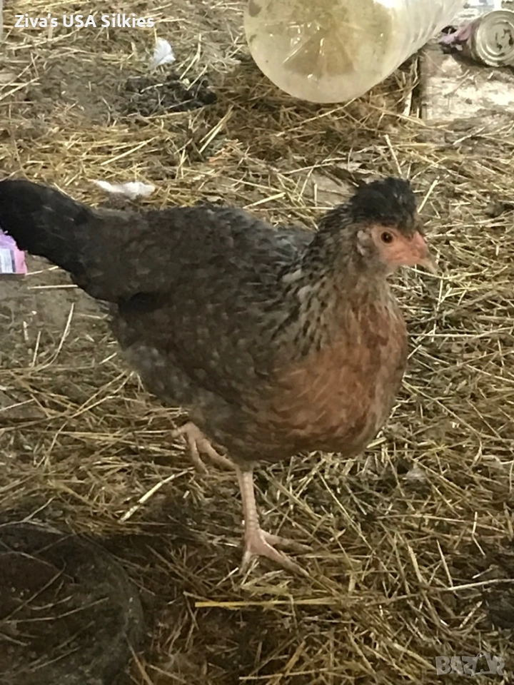 3бр млади кокошки легбар, снимка 1