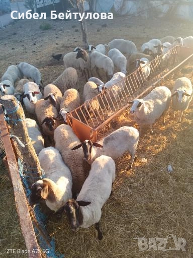 Продавам овце,агнета и кочове., снимка 1