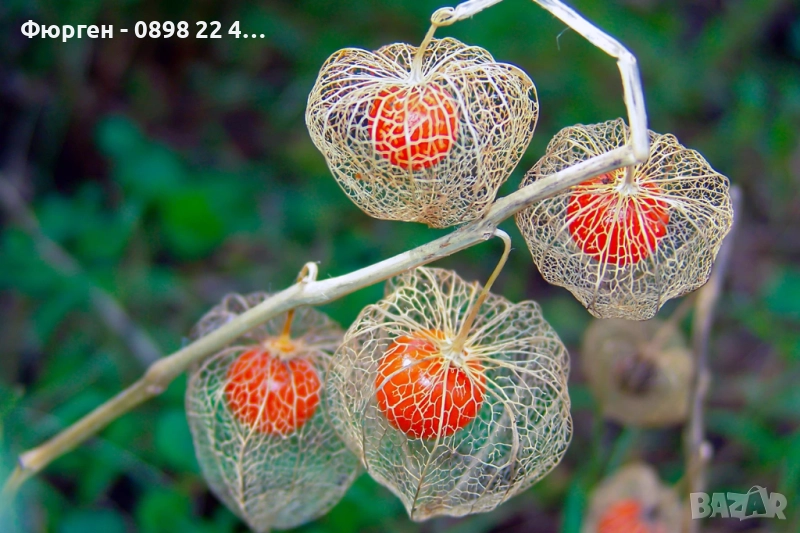 Физалис (Мехунка) – Студоустойчива разновидност, снимка 1