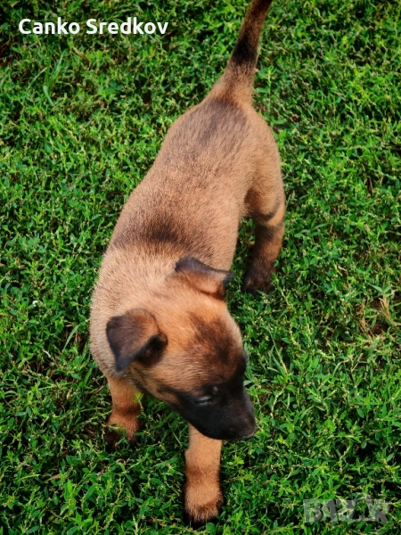 Продавам кученца малиноа!, снимка 1