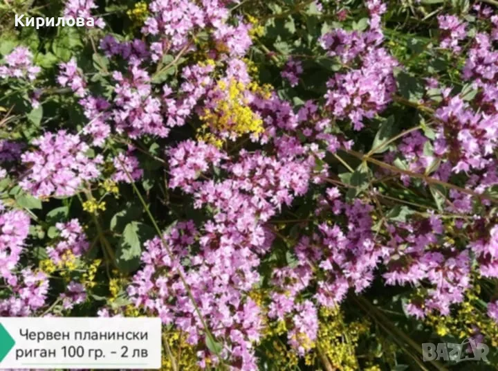 червен риган, снимка 1