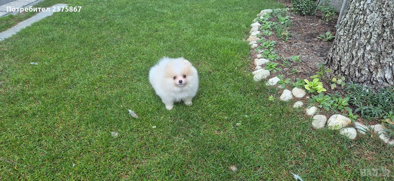 Мъжко померанче,померан, снимка 1