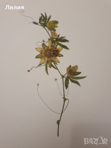 Хербарий, снимка 1