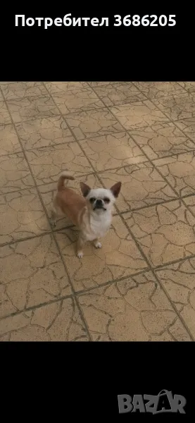 мъжко чихуахуа за разплод, снимка 1