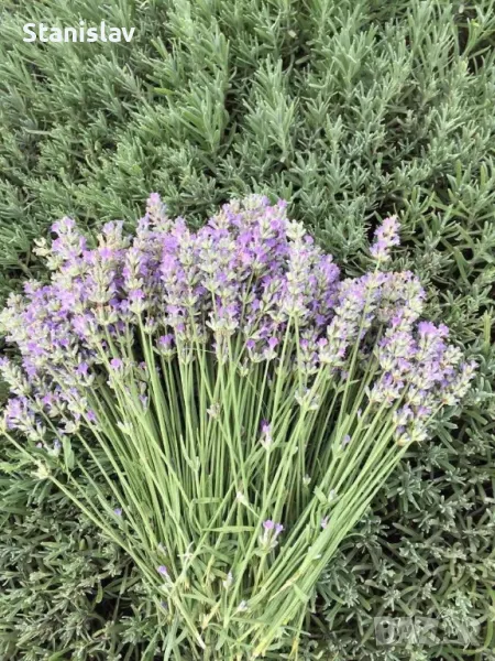 Продавам разсад Лавандула на едро и дребно, снимка 1