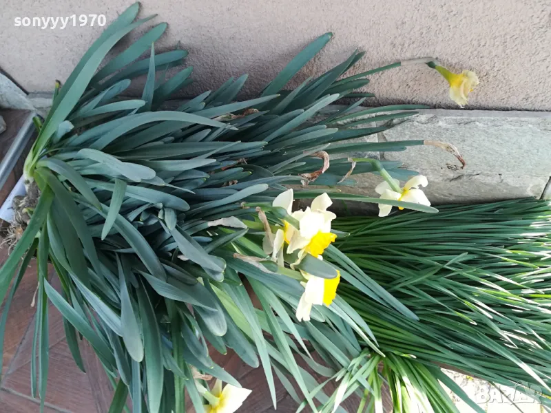 НАРЦИСИ-ГРЪМ ОТ 25БР ЗА 25ЛВ 1004251505, снимка 1