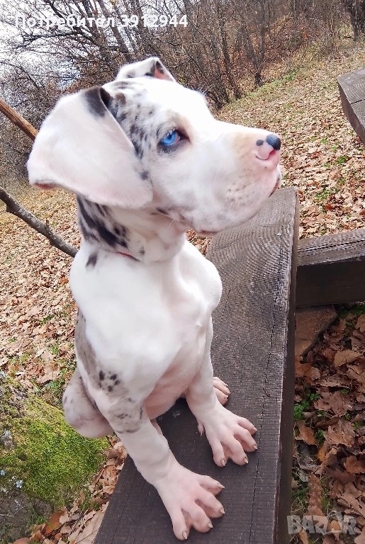 Кученце Немски дог , снимка 1