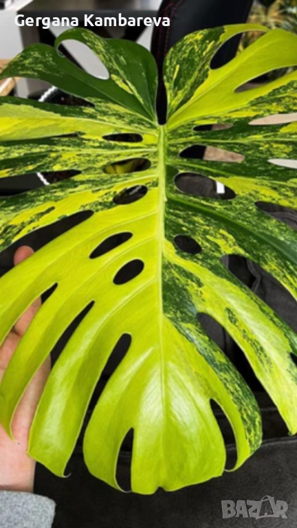 Monstera Aurea Tricolor (Marmorata), снимка 1