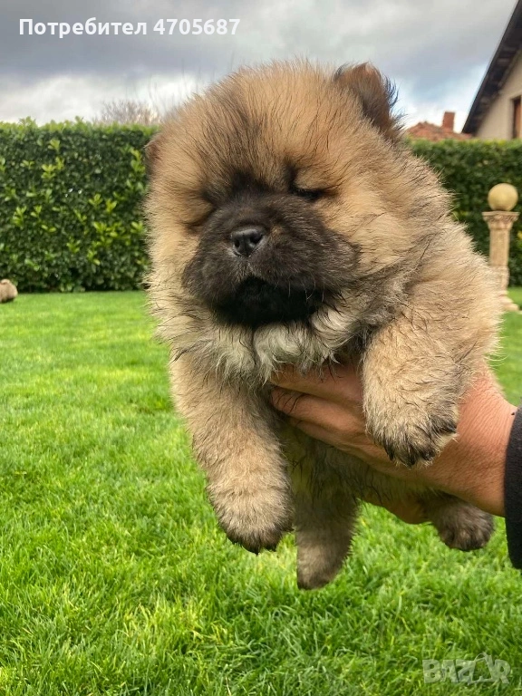 Продавам малки кученца Чау Чау, снимка 1