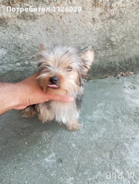 Йоркширски териер момиче , снимка 1
