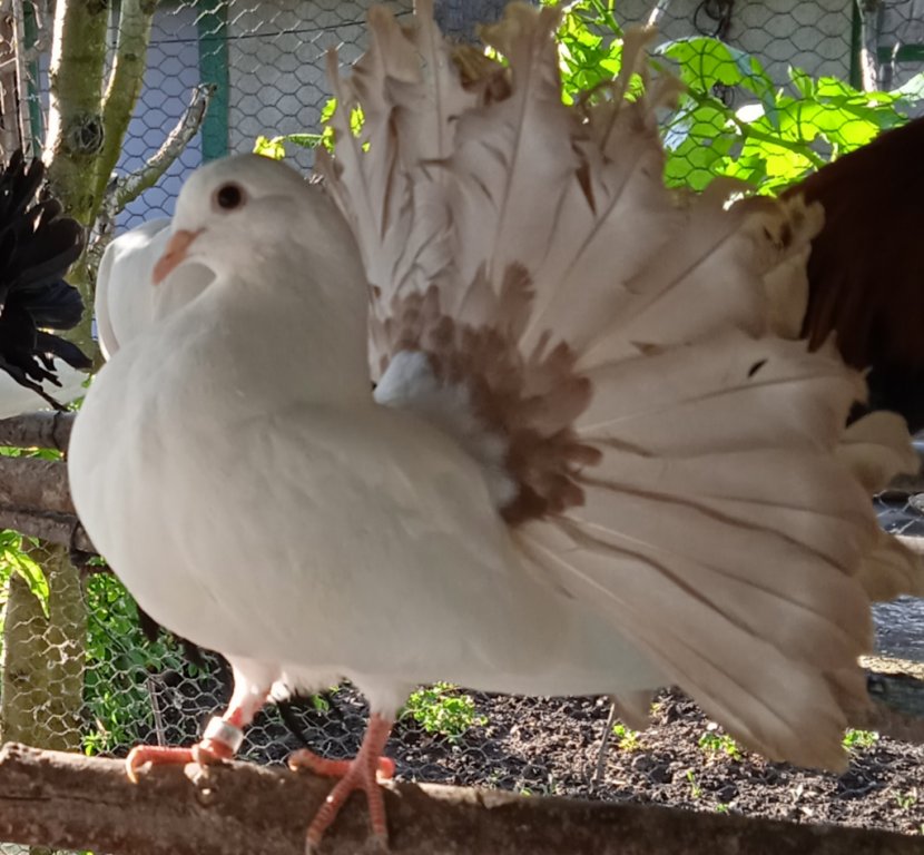 Продавам гълъби, Фенерлии , на капак , с цветни опашки , чисто бели , с  гащи в Гълъби в гр. Варна - ID34675193 — Bazar.bg