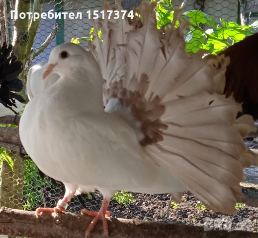 Продавам гълъби, Фенерлии , на капак , с цветни опашки , чисто бели , с гащи , снимка 6 - Гълъби - 34675193