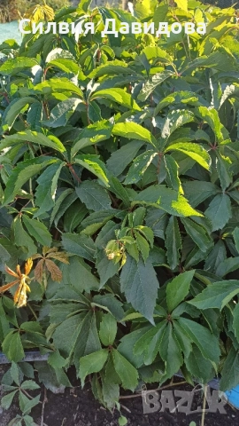 декоративни храсти и растения, снимка 5 - Градински цветя и растения - 51517818