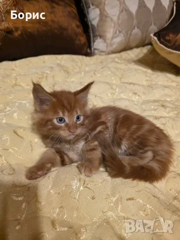 Мейн куун котета, снимка 2 - Мейн кун - 56403645
