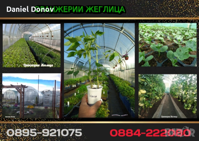 МАЛИНОВ ГИГАНТ + още над 150 сорта домати, снимка 10 - Разсади - 53760174