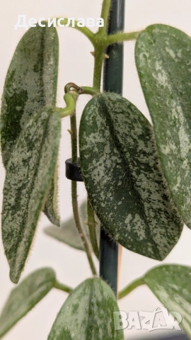 Хоя/ Hoya (резници-cuttings) , снимка 6 - Стайни растения - 47188490