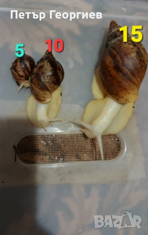 Гигантски африкански охлюви Achatina , снимка 2 - Други - 47340517