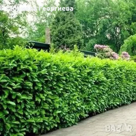 Лавровишна новита 