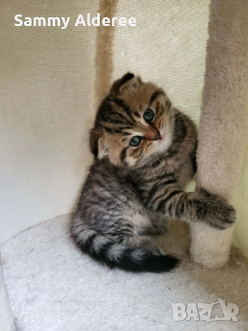 Британски, шотландски котета пухчета, снимка 7 - Британска късокосместа - 53852203