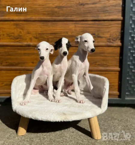 Уипет,Малка английска хрътка 