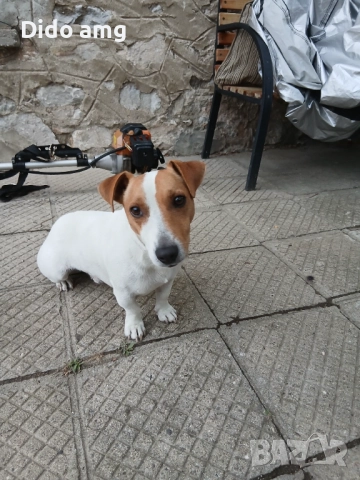 Джак ръсел за разплот, снимка 3 - Джак ръсел териер - 51892583