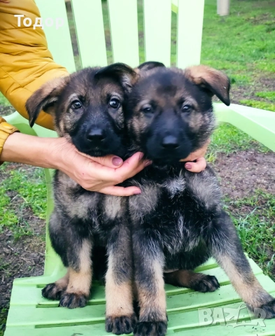 Продавам кученца източноевропейска овчарка, снимка 5 - Други - 52403356