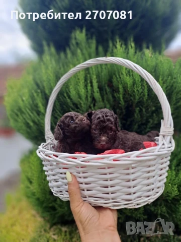 Шоколадови Пудели, снимка 10 - Пудели - 51360640
