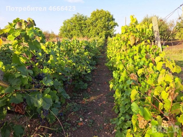 Собственик продава двуетажна масивна къща с три самостоятелни парцела и разработен бизнес , снимка 8 - Къщи - 52621406