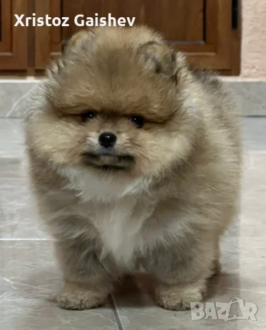 Продавам померан , снимка 1
