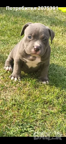 Американско були покет  American bully , снимка 7 - Питбул - 55752145