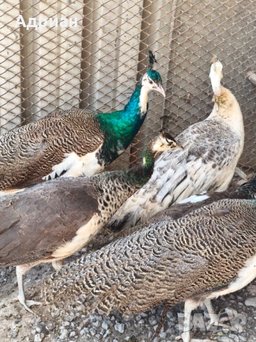 Пауни, снимка 12 - други­ - 53843400