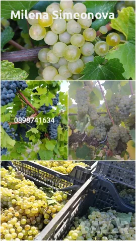 Продавам грозде Шардоне , снимка 2 - Градински цветя и растения - 55945859