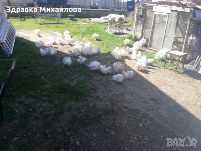 гълъби Фенерлии 