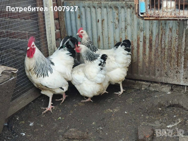 Кокошки и петел БЯЛ СЪСЕК - НОСАЧКИ, снимка 3 - Кокошки и пуйки - 53737011