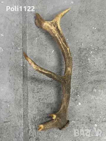 Рога от Елен, снимка 4 - Антикварни и старинни предмети - 53416337