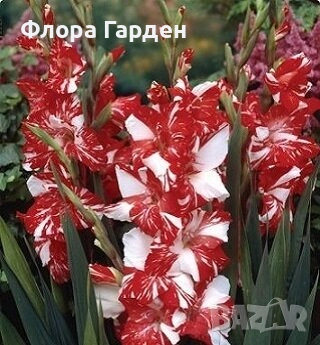 ГЛОКСИНИЯ и ГЛАДИОЛ - Грудки/ПРЕДВАРИТЕЛНИ ПОРЪЧКИ, снимка 17 - Сортови семена и луковици - 49236279