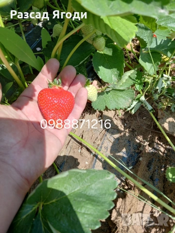 Предлагаме разсад ягоди, снимка 4 - Разсади - 53589069