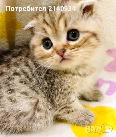 Шотландско клепоухо. Златна чинчила, момче, снимка 2 - Чинчили - 52997312